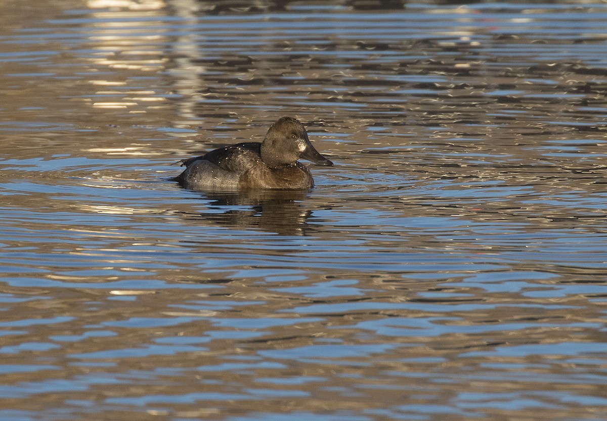 Aythya sp. - ML285138641
