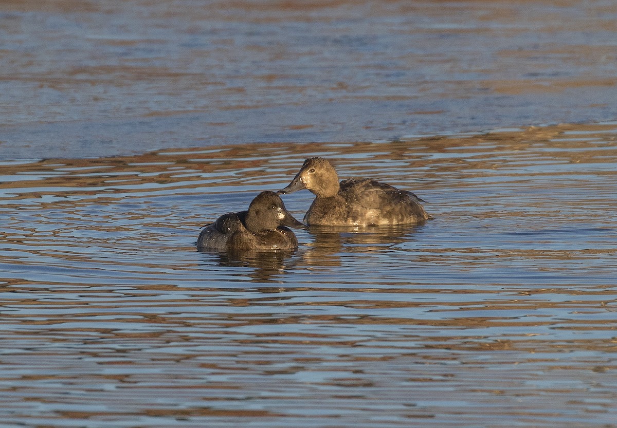Aythya sp. - ML285138651