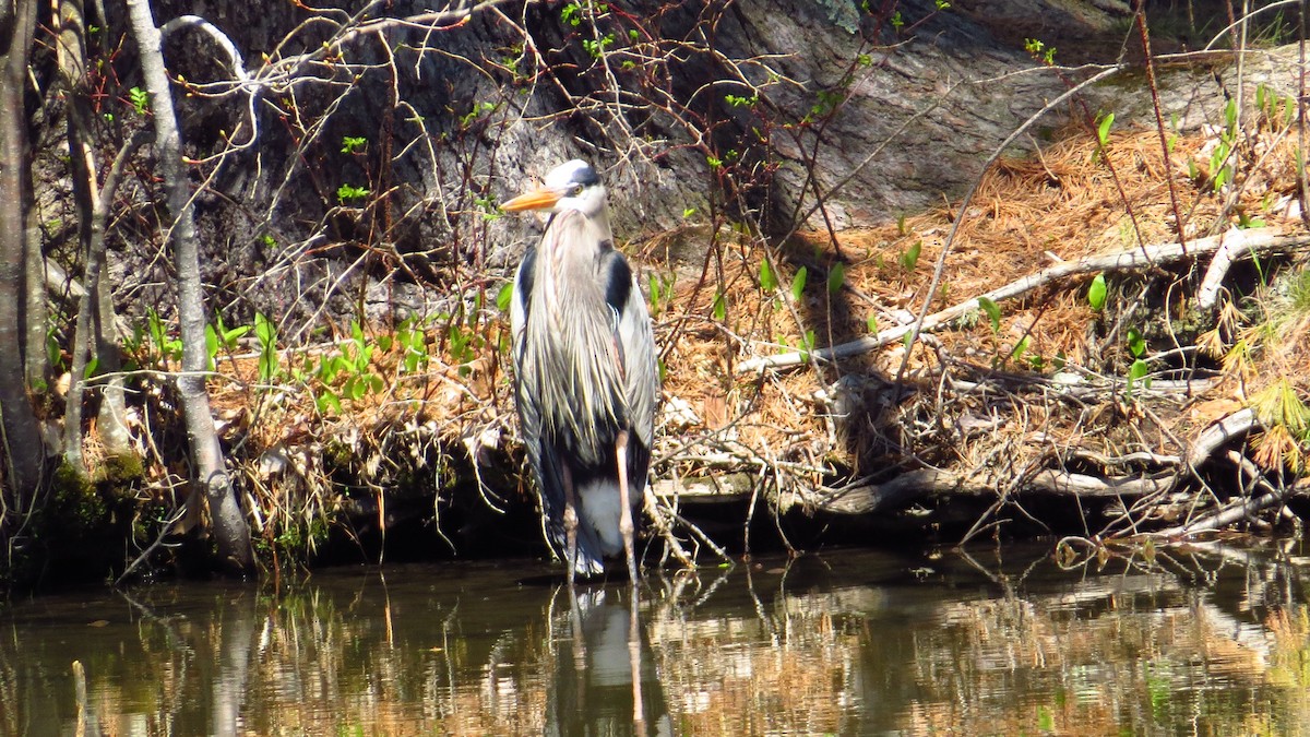 Garza Azulada - ML28513931