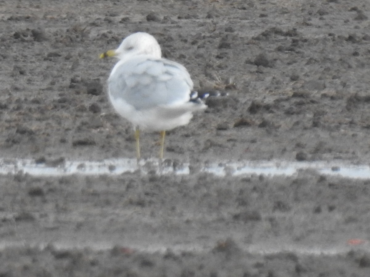 Ring-billed Gull - ML285139601