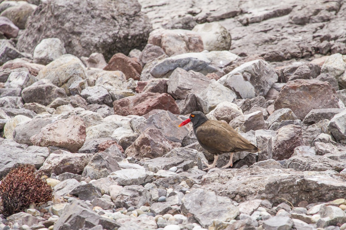 Blackish Oystercatcher - ML285140701