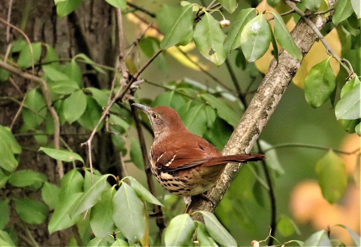 Brown Thrasher - ML285142531