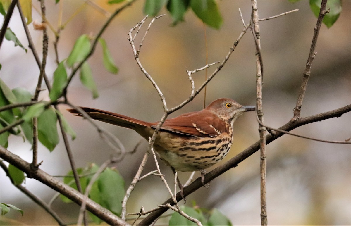 Brown Thrasher - ML285142541