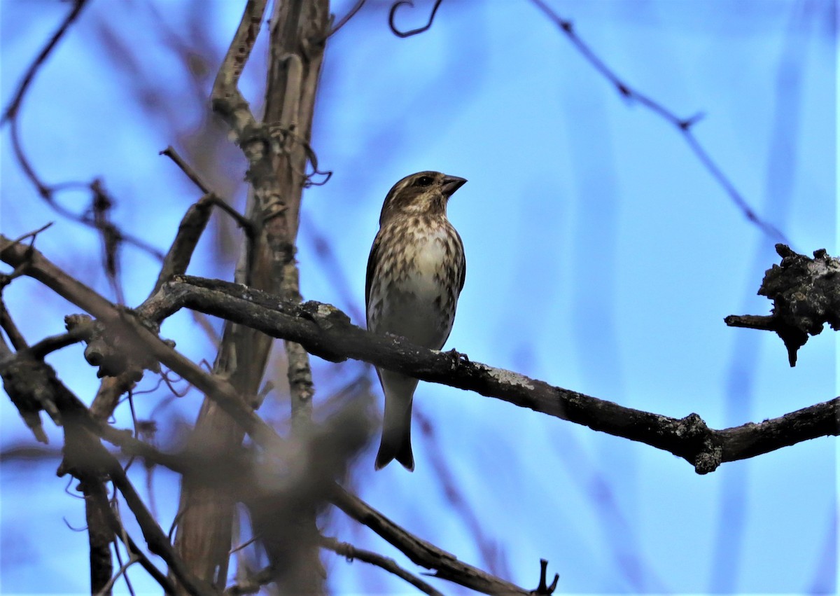 Purple Finch - ML285142631