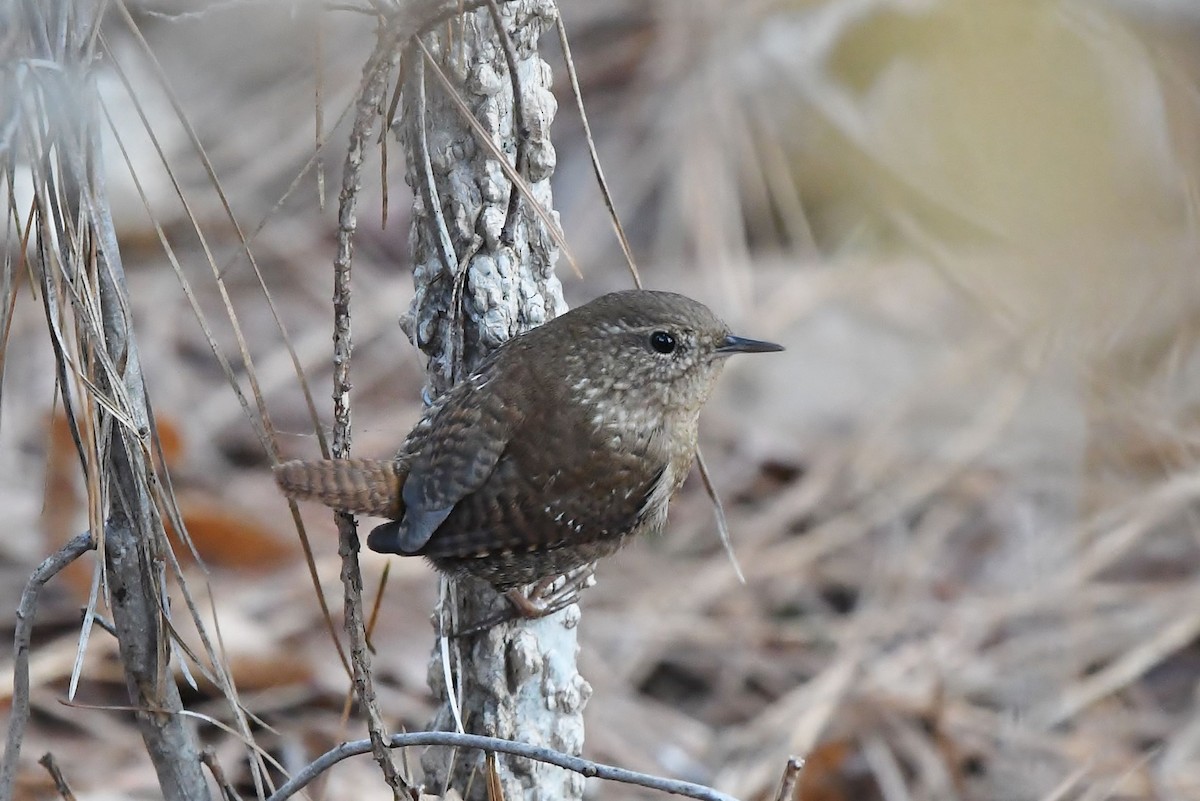 Winter Wren - ML285143111