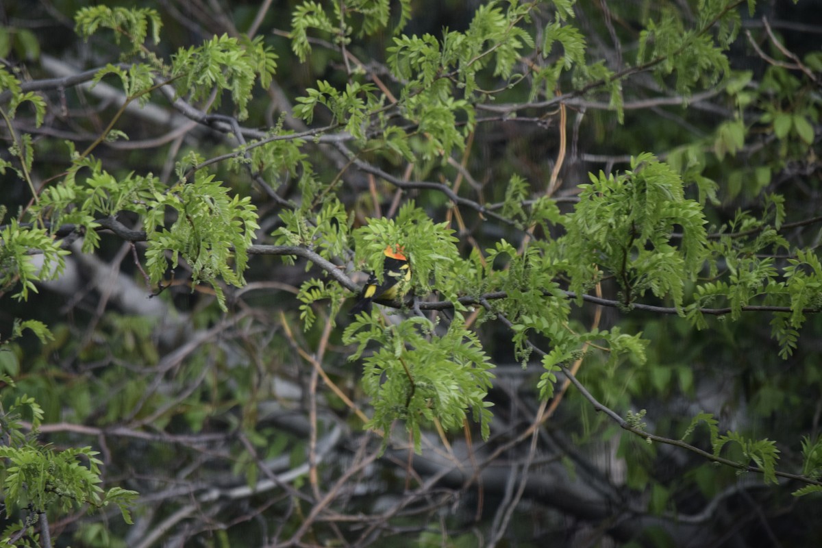 Western Tanager - ML28514411
