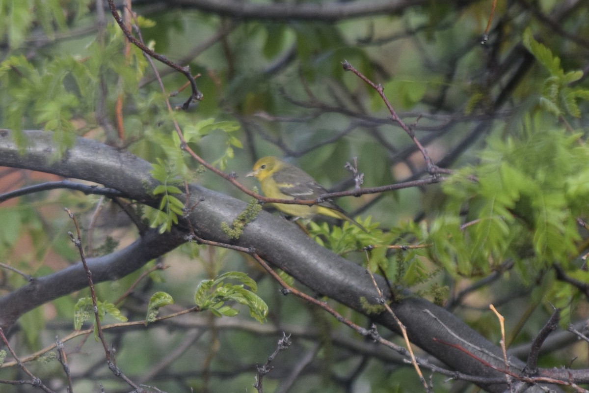 Western Tanager - ML28514511