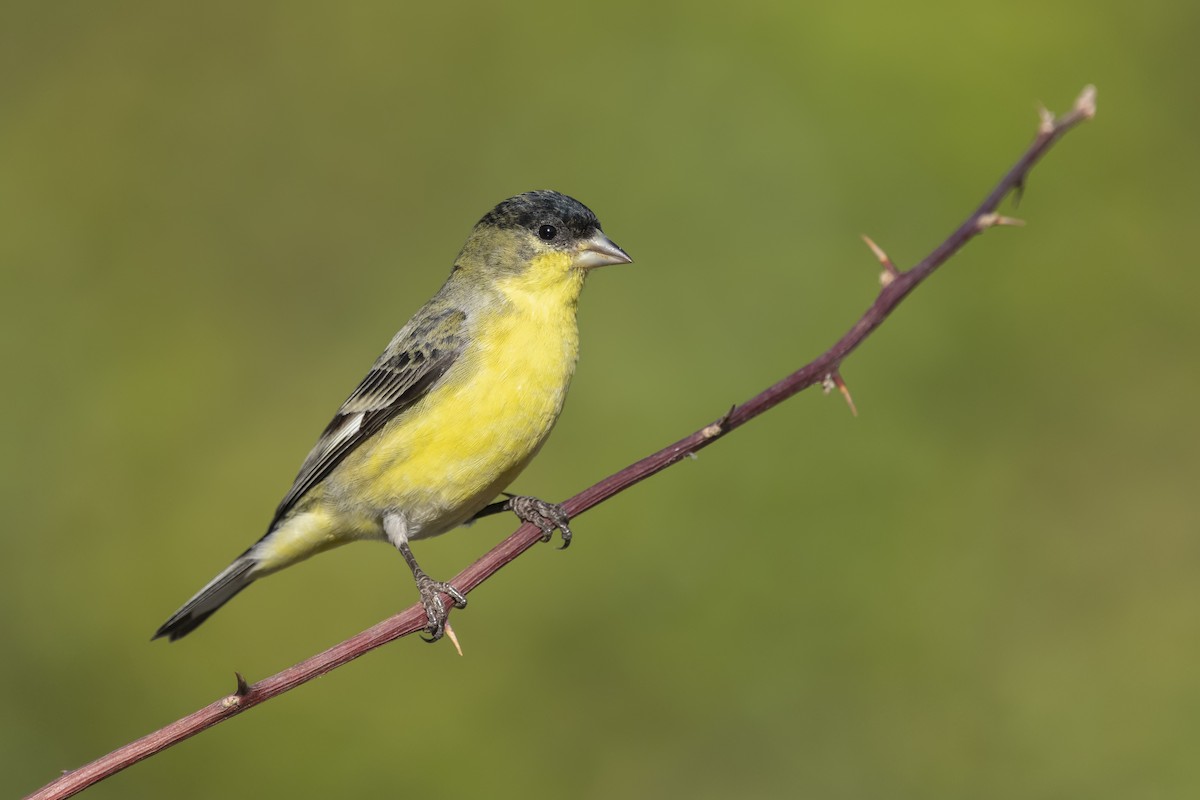 Lesser Goldfinch - Sharif Uddin