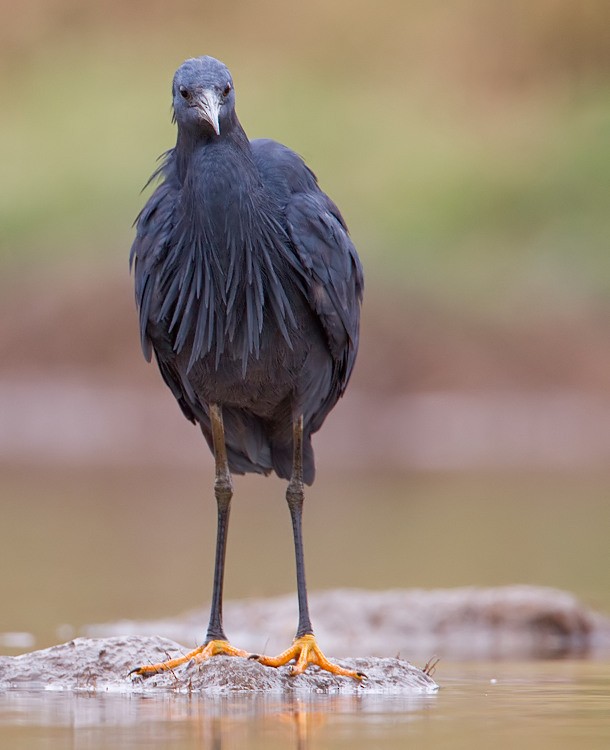 Black Heron - ML285146361