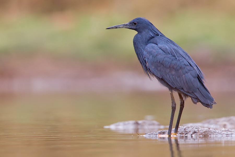 Black Heron - ML285146381