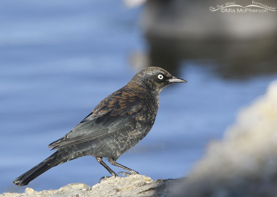 Rusty Blackbird - Mia McPherson