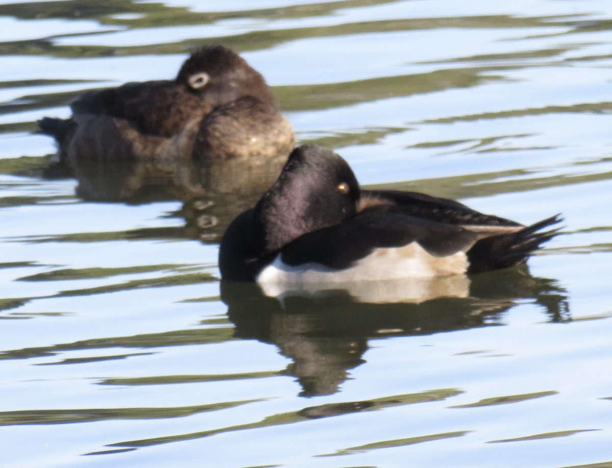 Ring-necked Duck - Nancy Salem