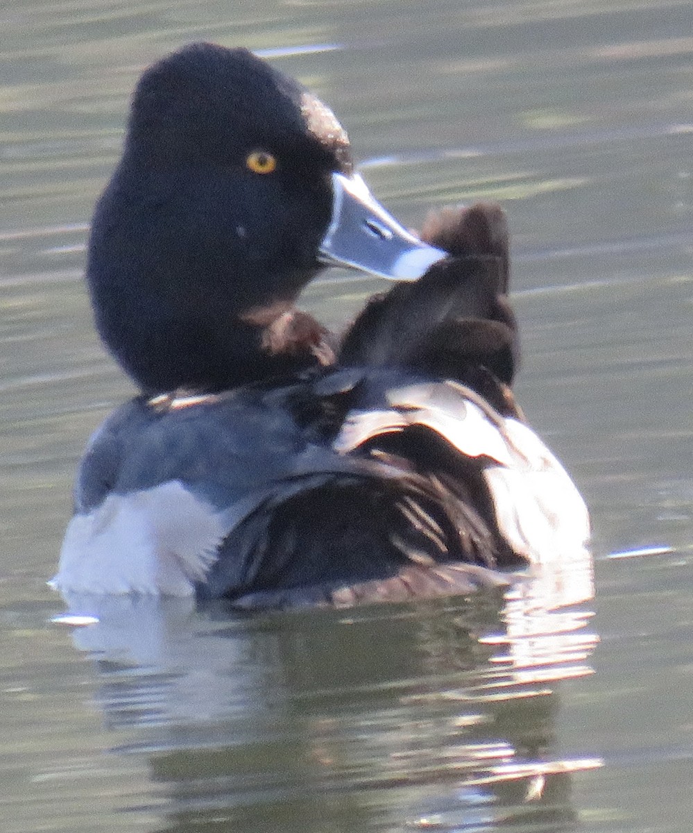 Ring-necked Duck - Nancy Salem