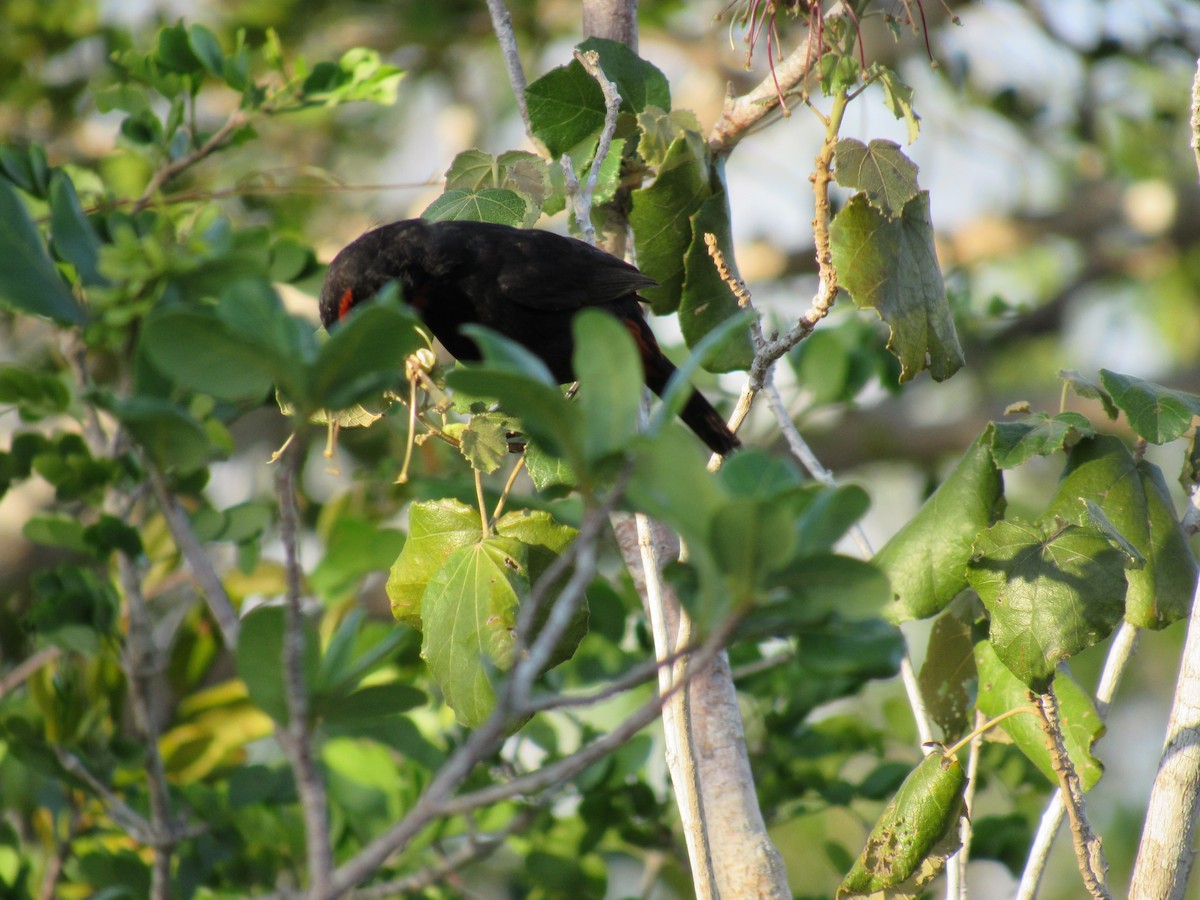 Greater Antillean Bullfinch - ML28515011