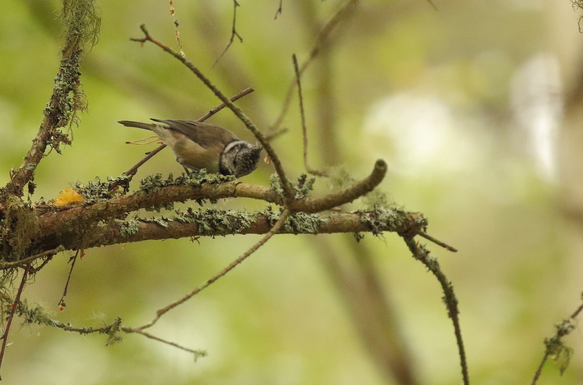 Crested Tit - ML285150211