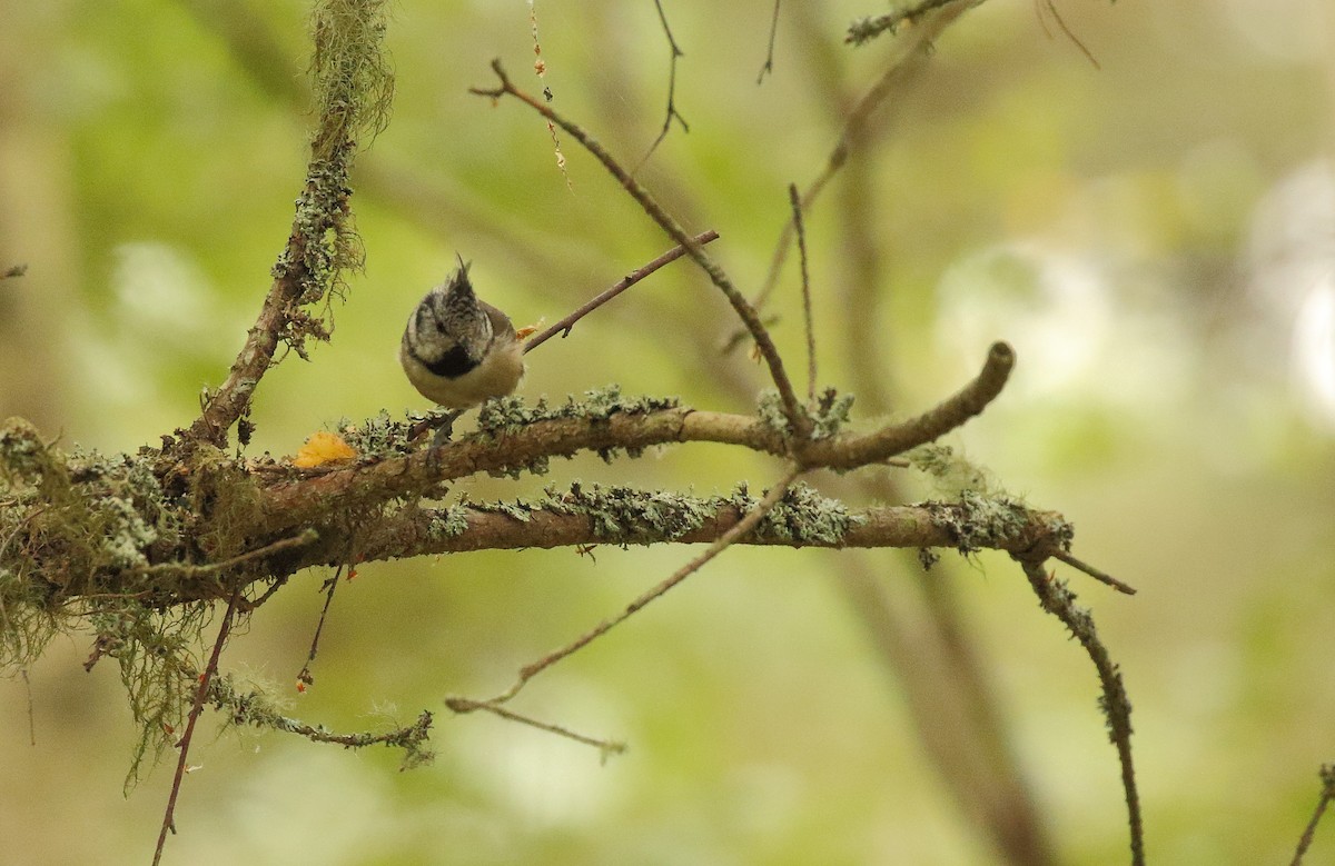 Crested Tit - ML285150751