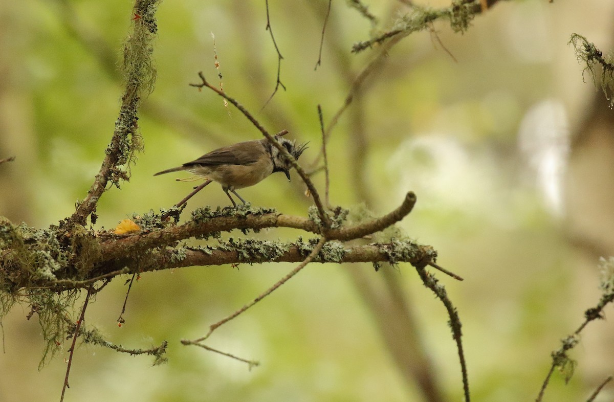 Crested Tit - ML285150941