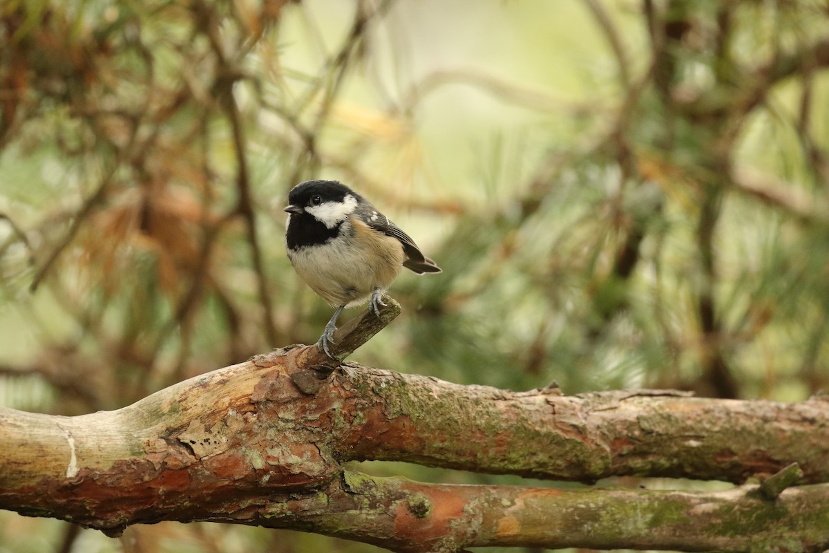 Coal Tit - ML285151021