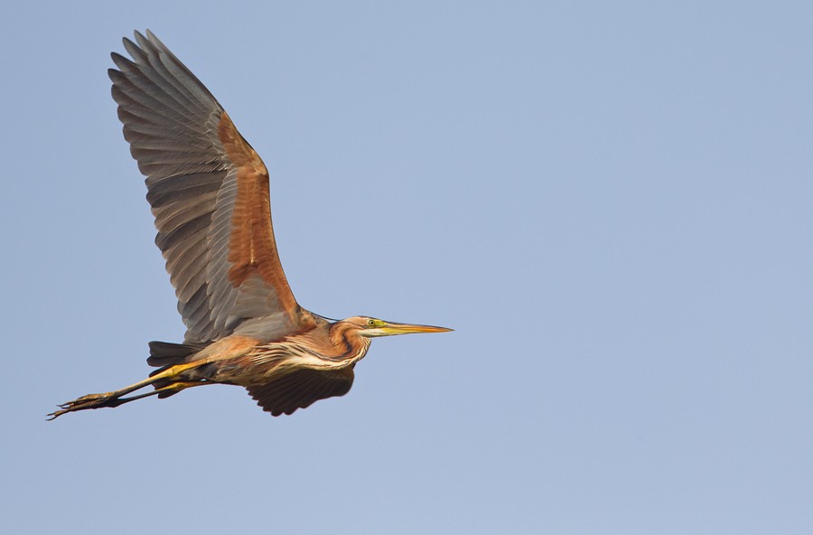 Purple Heron - ML285151471