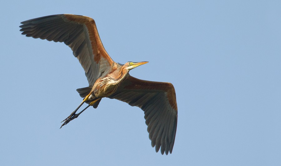 Purple Heron - ML285151481