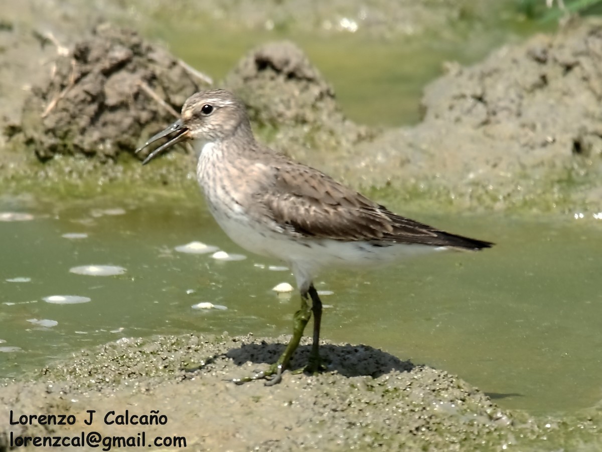 White-rumped Sandpiper - ML285152641