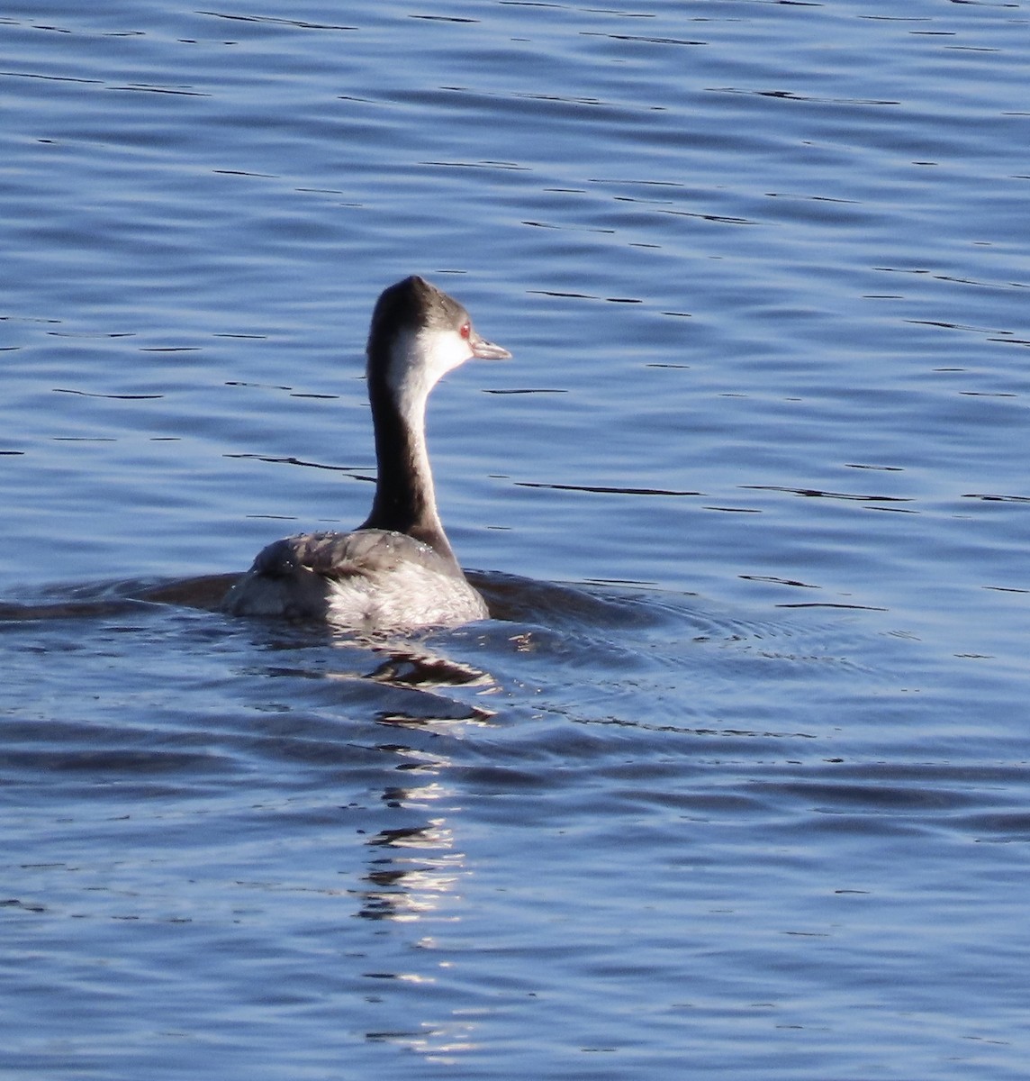 Horned Grebe - ML285153251