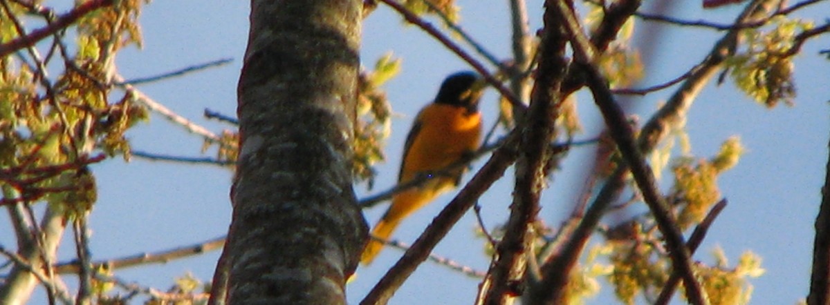 Baltimore Oriole - ML28515521