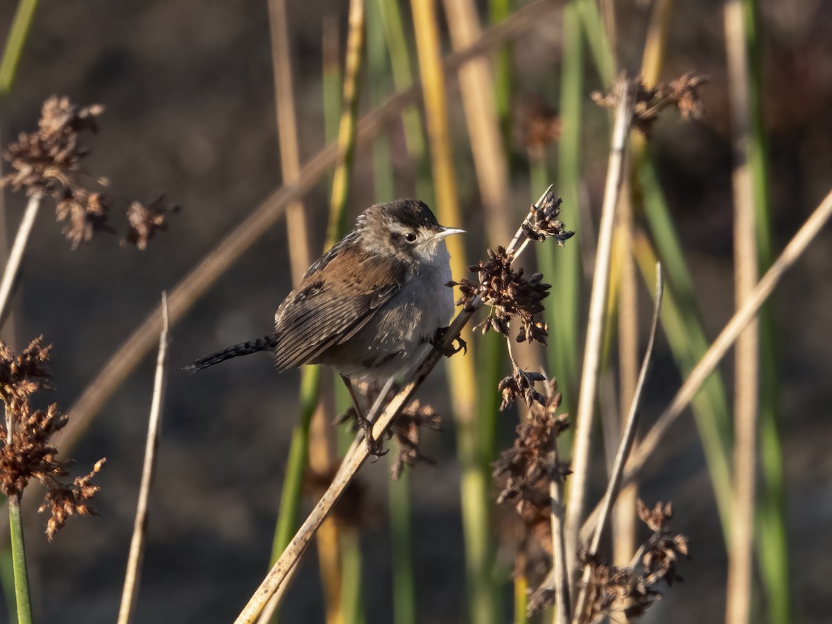 Marsh Wren - Glenn Kincaid