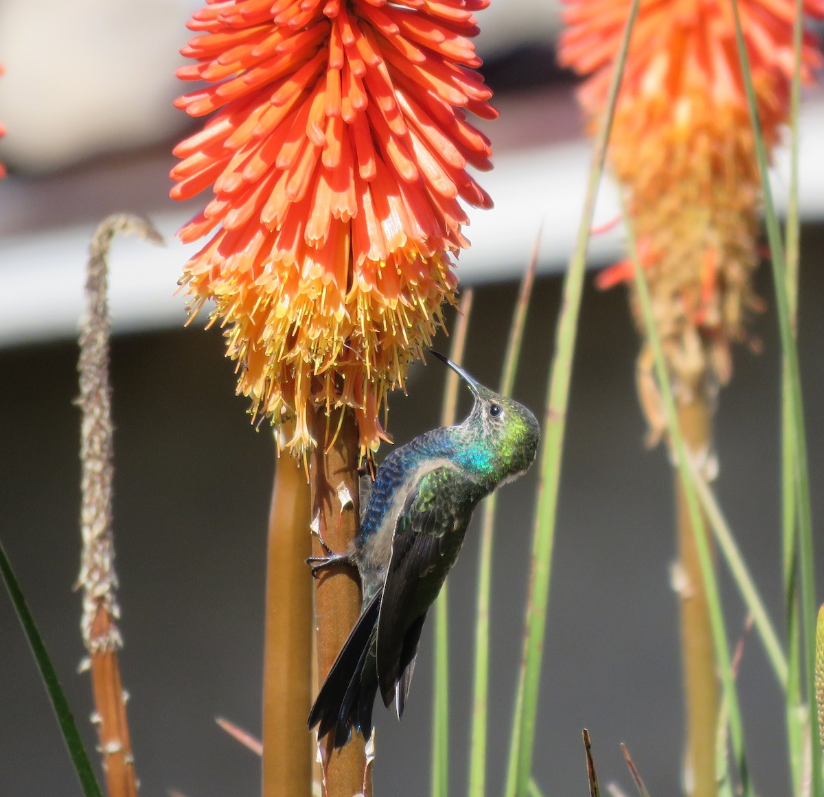 Colibri à plastron noir - ML28515691