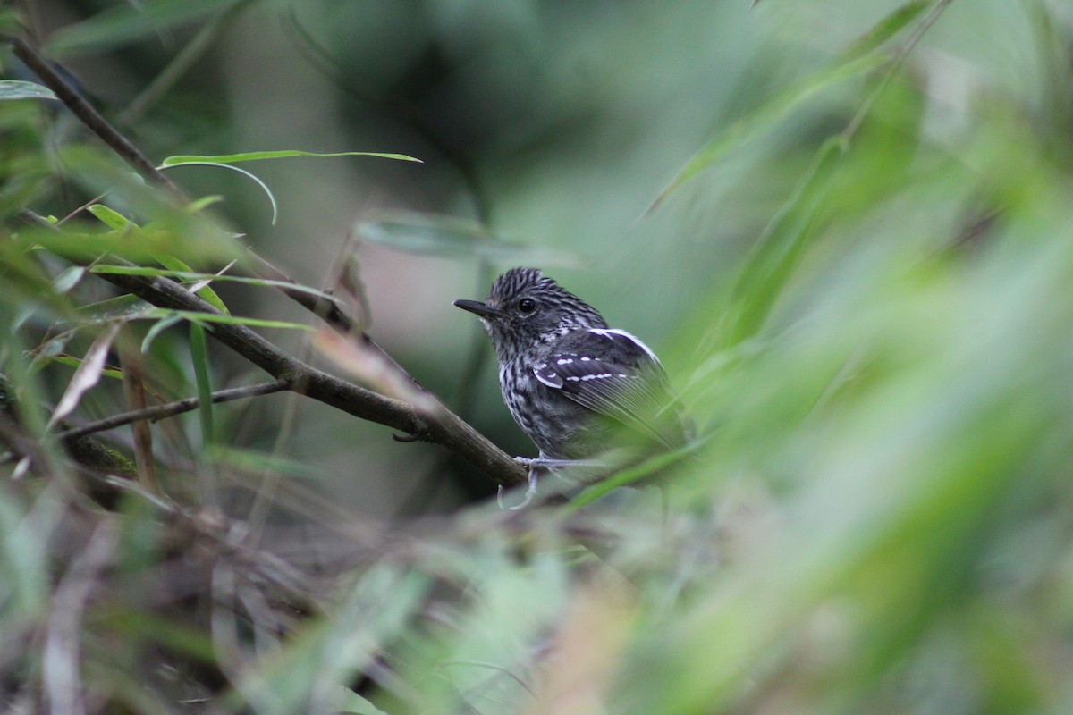 Dusky-tailed Antbird - ML285158101