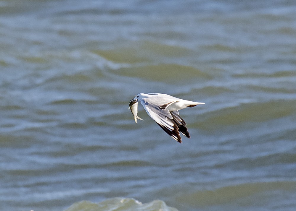 Mouette argentée (novaehollandiae/forsteri) - ML285161331