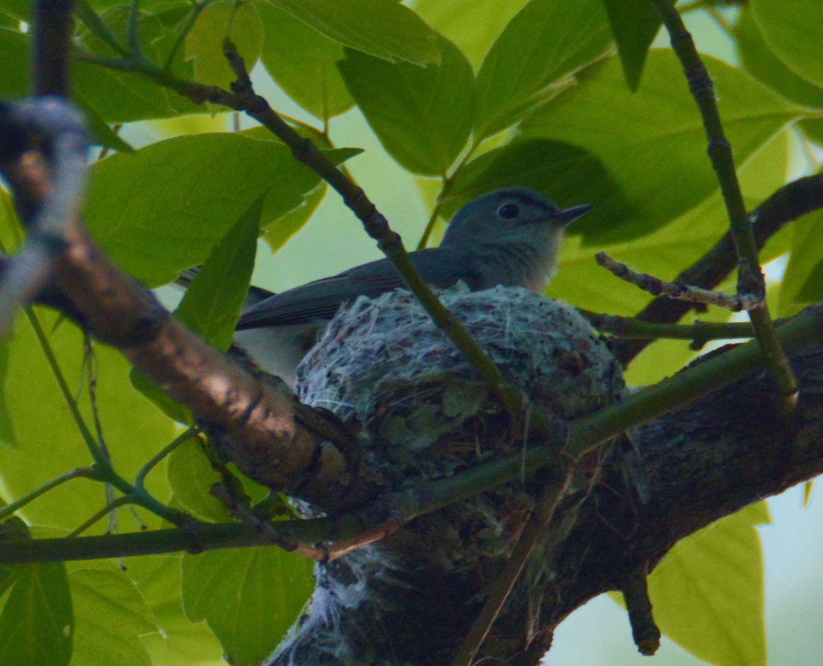 Blue-gray Gnatcatcher - ML28516181