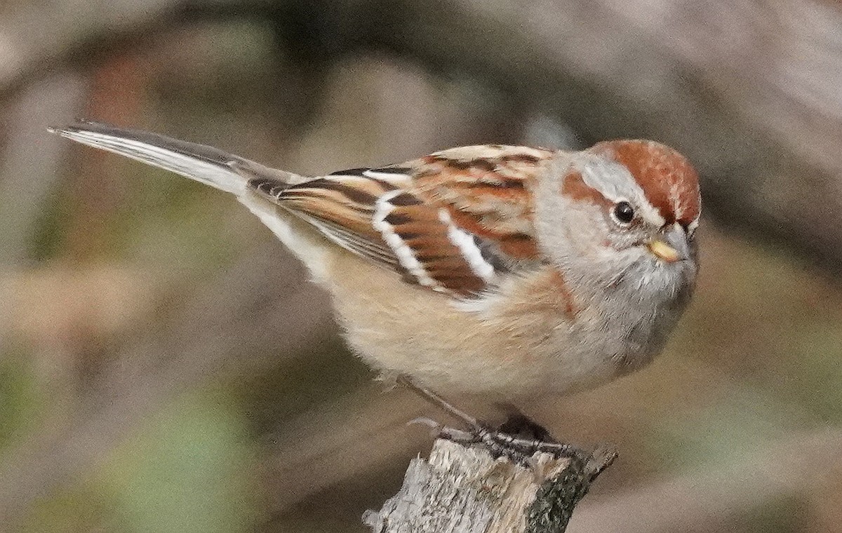 American Tree Sparrow - ML285162131