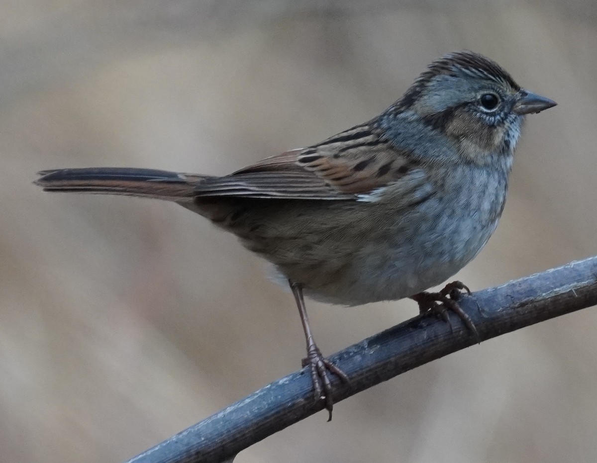 Swamp Sparrow - ML285162221