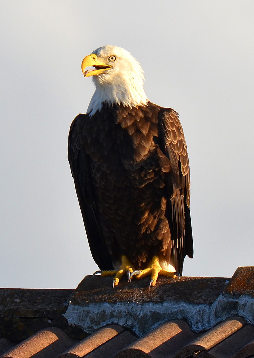 Weißkopf-Seeadler - ML285163161