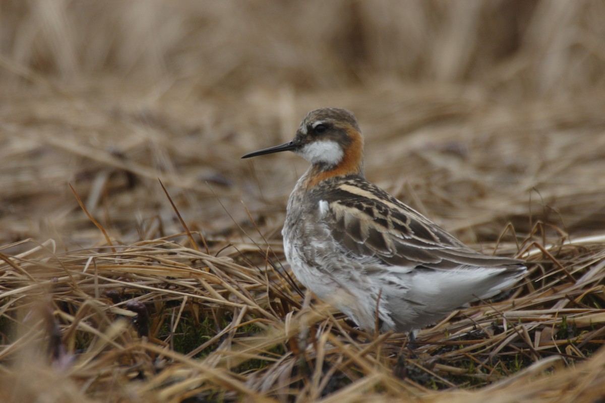 Red-necked Phalarope - Brad Carlson