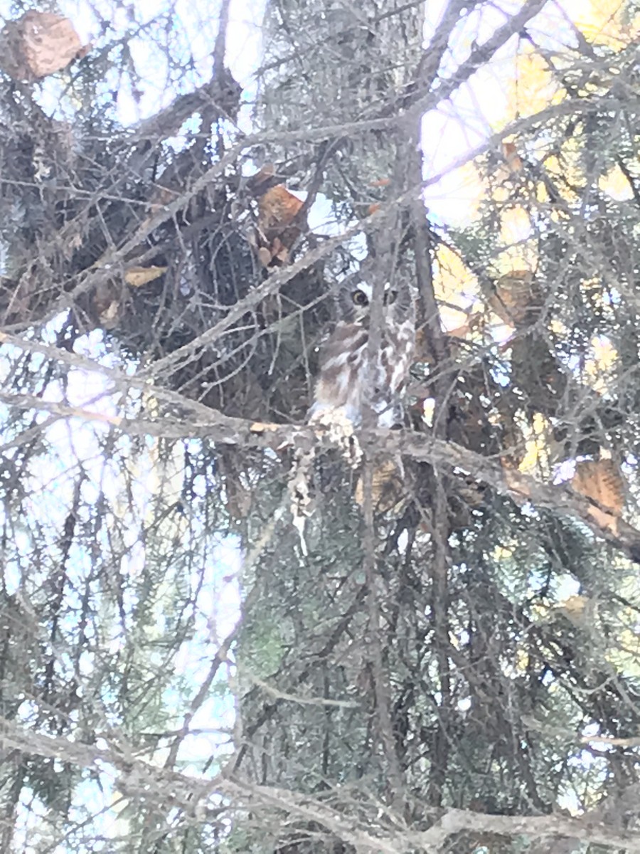 Northern Saw-whet Owl - ML285164371