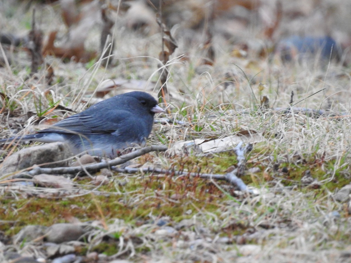 Dark-eyed Junco - ML285166521