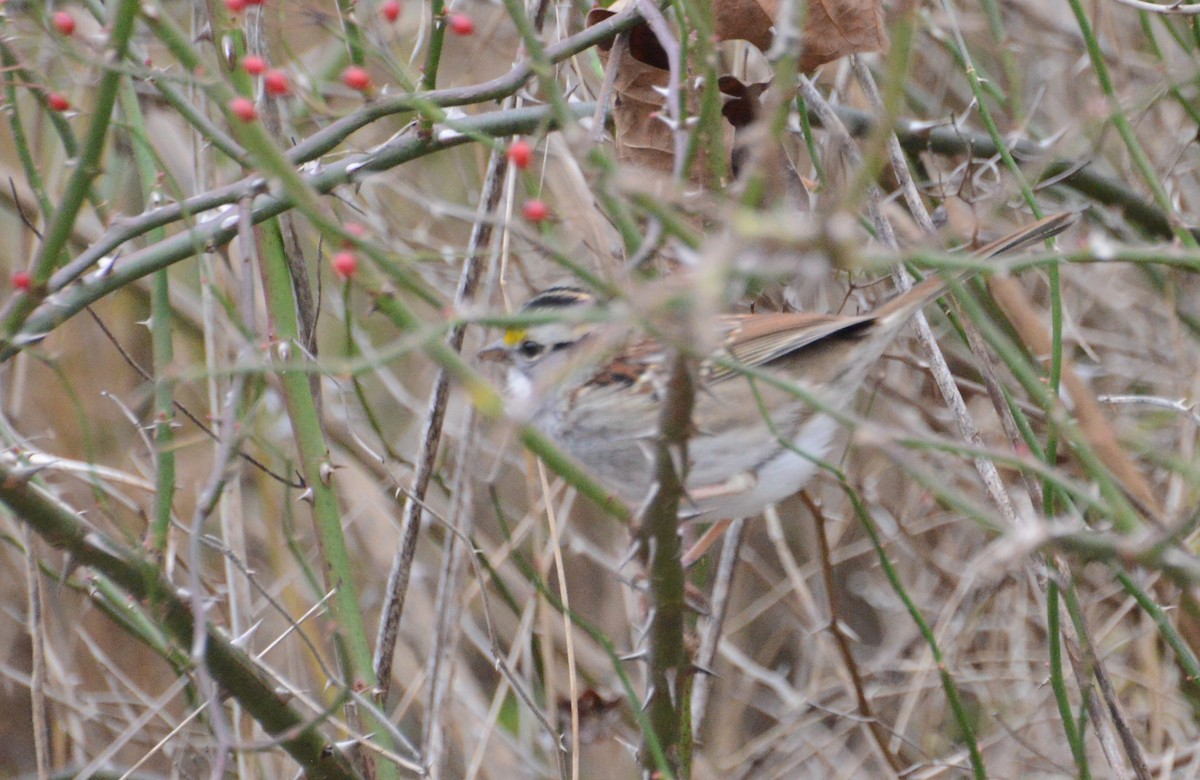 White-throated Sparrow - ML285167331