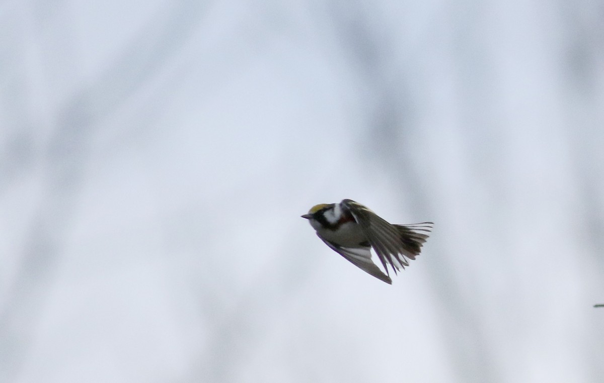 Chestnut-sided Warbler - ML28516741