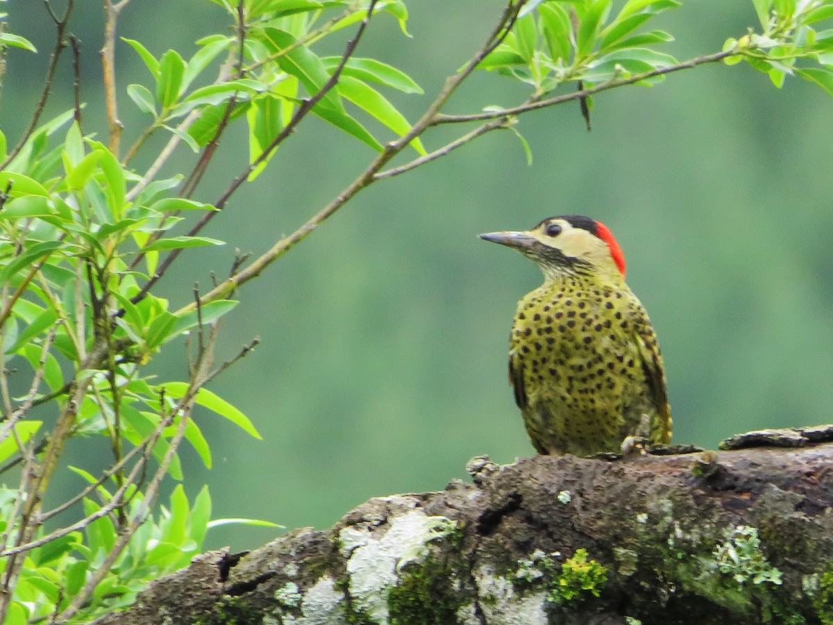 Green-barred Woodpecker - ML285168111