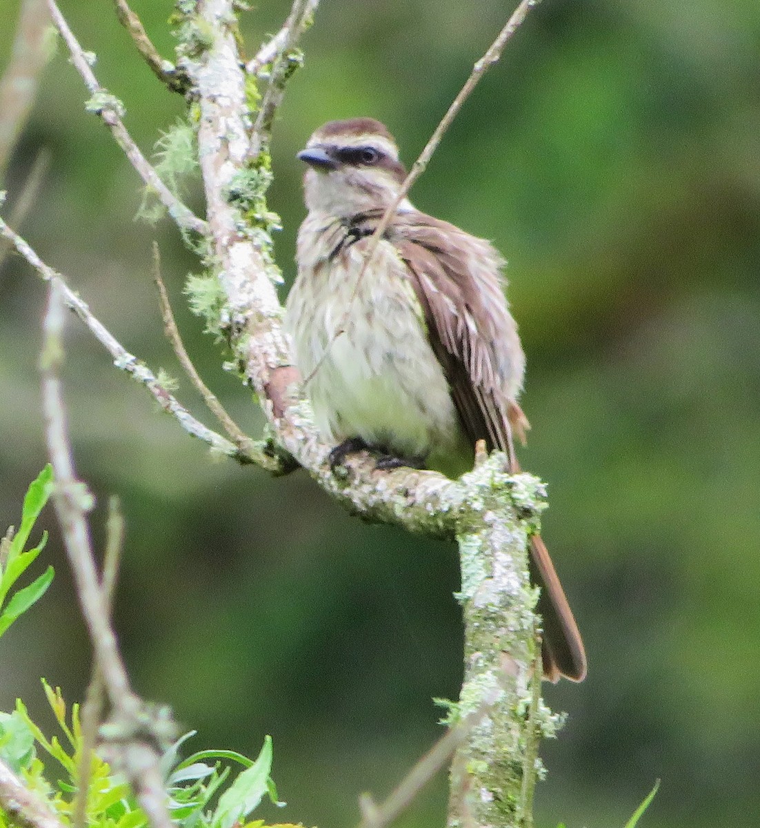 Variegated Flycatcher - ML285168501