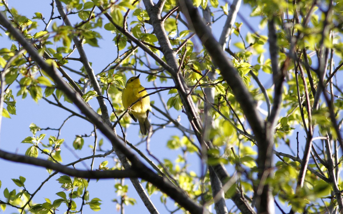 Hooded Warbler - Miles Brengle