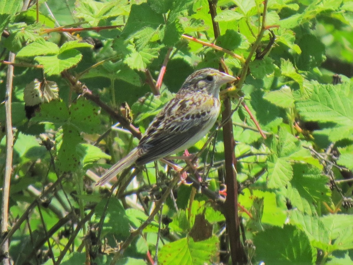 Grasshopper Sparrow - ML28516901