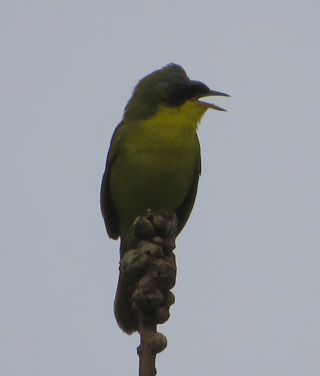 Southern Yellowthroat - ML285169051