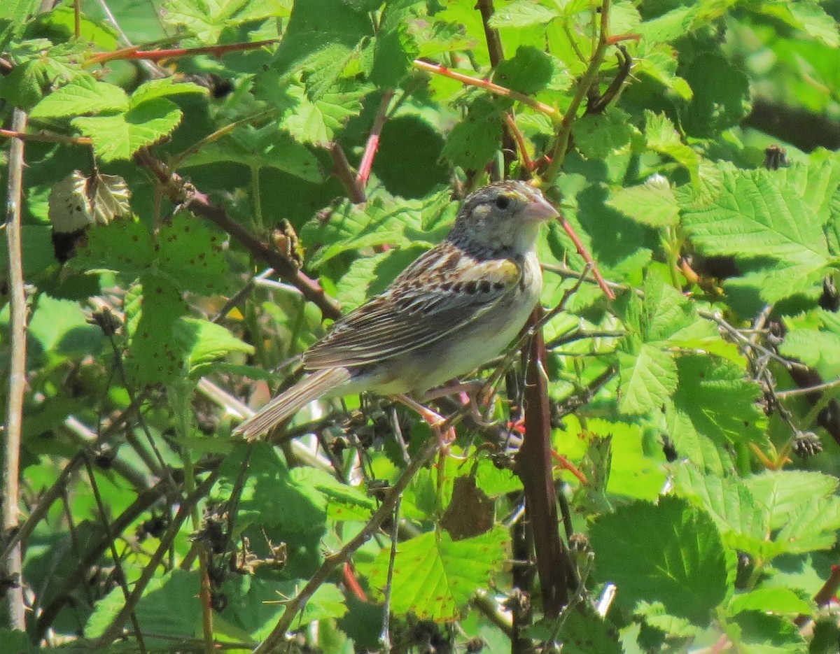 Grasshopper Sparrow - ML28516911