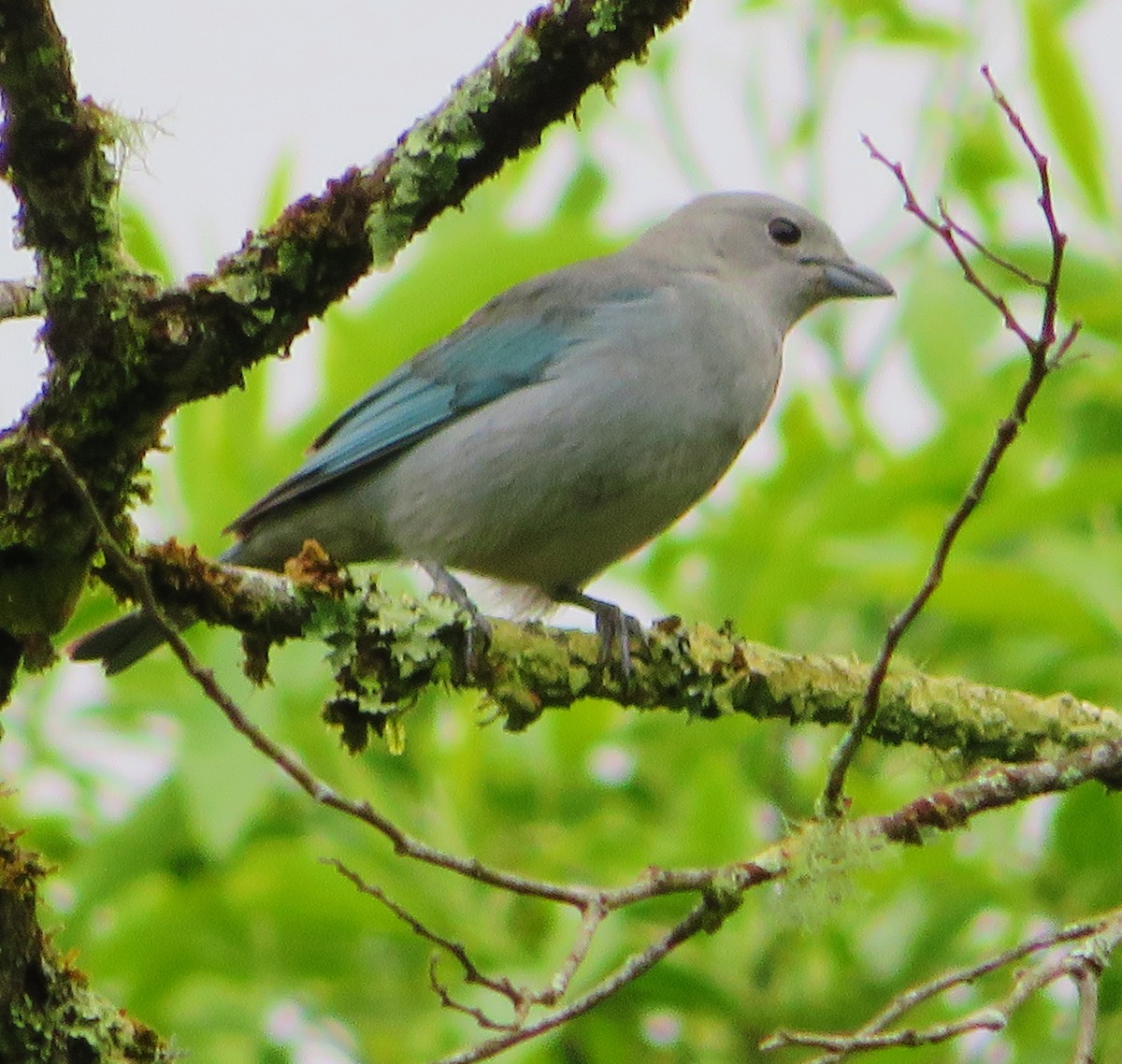 Sayaca Tanager - ML285169161