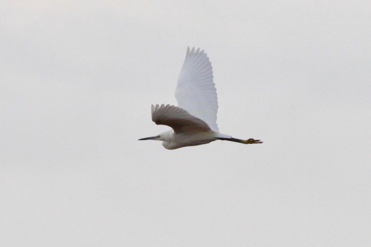 Little Egret - Kenneth MacIntosh