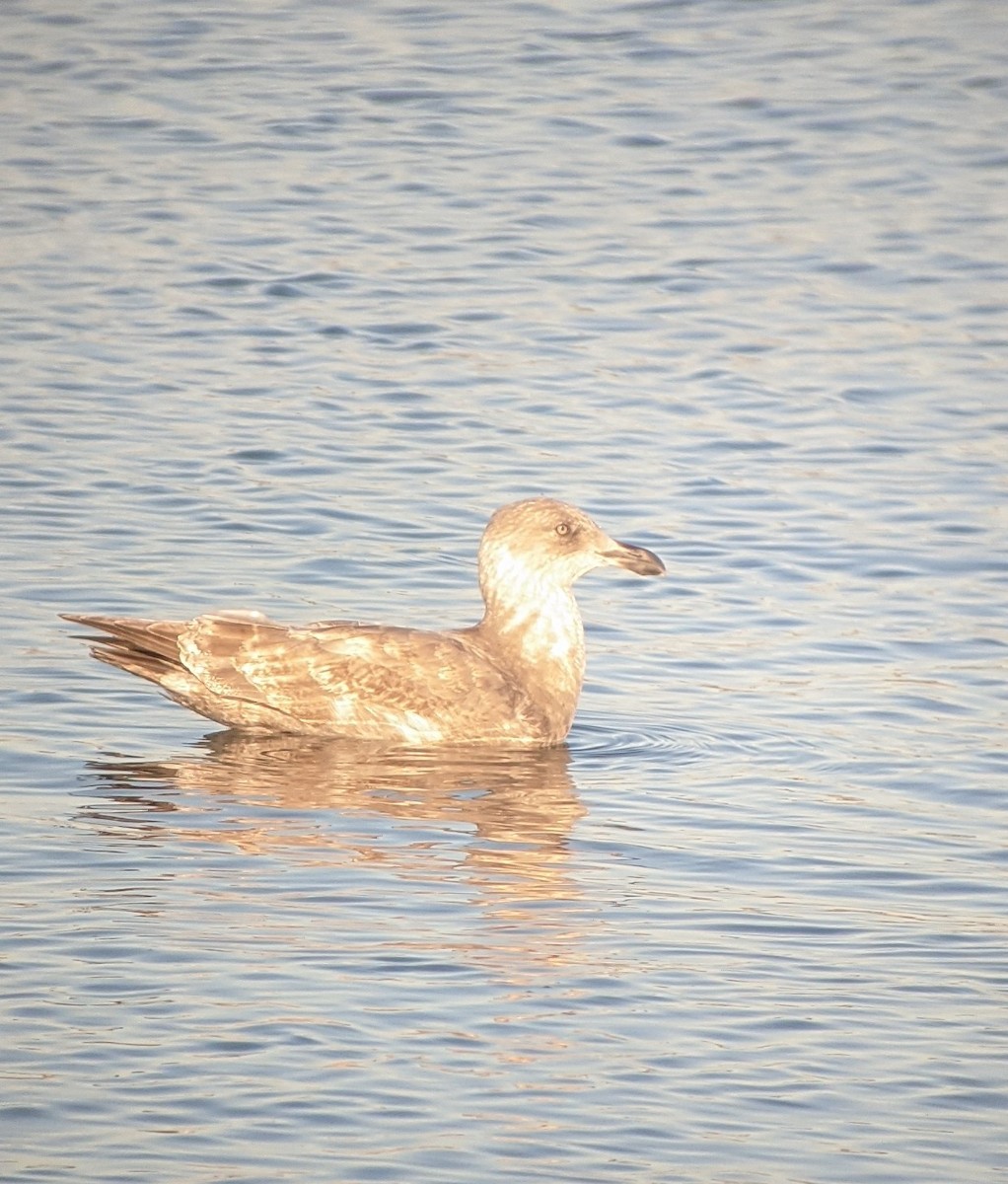 Herring Gull - ML285176801