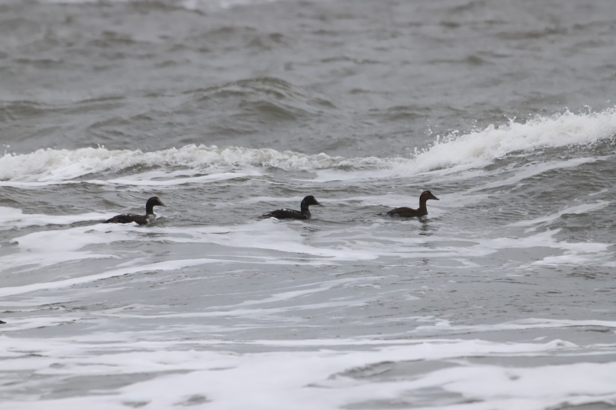 Common Eider - ML285179781